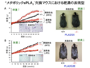 脂質分解酵素の欠損マウス（－／－）とその対照マウス（＋／＋）に高脂肪食（HFD）と通常食（LFD）を与えた時の体重の変化、脂肪組織の組織像、マウスの外観。「PLA2G5」欠損マウスは、対照マウスより体重の増加が早く（A）、「PLA2G2E」欠損マウスは、対照マウスと比べて体重の増加がやや緩やかで、肥満が改善する（B）。