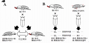 A：繁殖時に生じるオスとメスの対立関係（イラスト提供：香月雅子博士）、B：強いオスと求愛上手なオスを配偶者に選んだ時に生じるメスの利益（イラスト提供：香月雅子博士）（岡山大学の発表資料より）