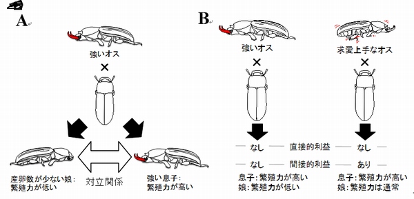 A：繁殖時に生じるオスとメスの対立関係（イラスト提供：香月雅子博士）、B：強いオスと求愛上手なオスを配偶者に選んだ時に生じるメスの利益（イラスト提供：香月雅子博士）（岡山大学の発表資料より）