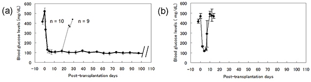 糖尿病ラットへ膵島を移植したときの血糖値の変動を示す図。（a）：ACIラットの背部の両側に人工的に作成した免疫特典部位にF344ラットから分離した膵島各1,500個移植、（b）：ACIラットの肝臓に膵島各3,000個を移植（京都大学の発表資料より）