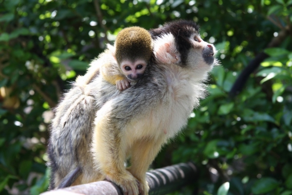 伊豆シャボテン公園でリスザルの赤ちゃんが計4頭誕生した。