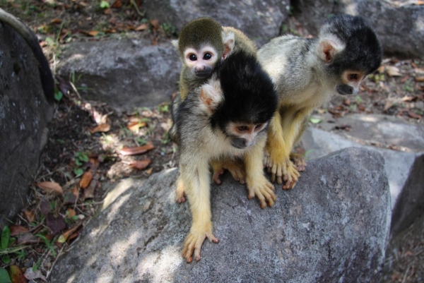 伊豆シャボテン公園でリスザルの赤ちゃんが計4頭誕生した。