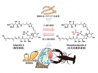 海綿Discodermia calyxの化学防御機構を示した図（東京大学の発表資料より）