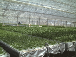 葉菜類用養液栽培システム「ナッパーランド」 葉菜類用養液栽培システム「ナッパーランド」