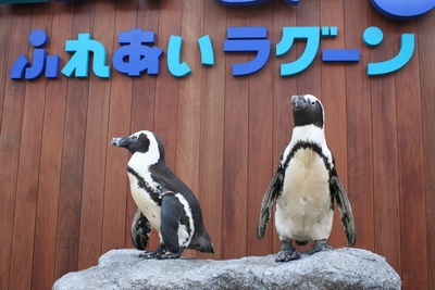 「ラゾーナ川崎プラザ」では、夏休み時期の20日に八景島シーパラダイスのペンギンたちが1日出張してくるほか、大人から子供まで楽しめるイベントが目白押しになっている。