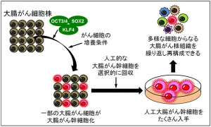今回の研究結果の概要を示す図(京都大学の発表資料より) 今回の研究結果の概要を示す図(京都大学の発表資料より)
