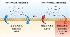 腸内細菌叢と免疫系との間の双方向制御機構を示す図（今回の研究の発表資料より）