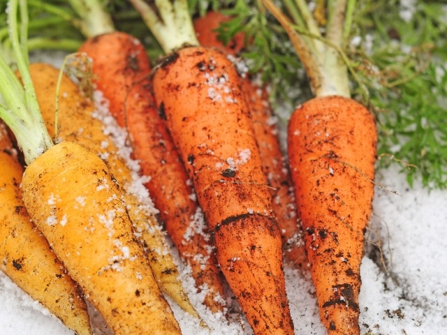 青森市にある「デザインワースSTmind」が発売した「おやさいクレヨン　vegetabo(ベジタボー)」は廃棄処分される野菜から作られている。5月に発売された第2弾は、100%青森県産の野菜を使用。絵を描くと、優しい自然な色味が出て、ほんのりと野菜のかおりが漂う。