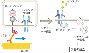 カルシンテニンがキネシンタンパク質と大きいタイプのインスリン受容体を結びつけることを示した図。キネシンタンパク質は微小管と呼ばれるレールに沿って移動して、大きいタイプのインスリン受容体をシナプス領域へと輸送する。この輸送が線虫の学習を成立させるのに重要である（東京大学の発表資料より）