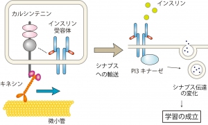 カルシンテニンがキネシンタンパク質と大きいタイプのインスリン受容体を結びつけることを示した図。キネシンタンパク質は微小管と呼ばれるレールに沿って移動して、大きいタイプのインスリン受容体をシナプス領域へと輸送する。この輸送が線虫の学習を成立させるのに重要である（東京大学の発表資料より）