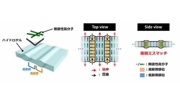 ゲル内部における軟骨類似構造の形成メカニズムを示す図（北海道大学の発表資料より）