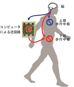 コンピュータによる脊髄迂回路の概念を示した図（研究の発表資料より）