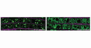 異なるGFPを使用して観察した細胞の比較。左側は、二量体化するGFP、右側は単量体型GFPをプロトンポンプに連結して観察している（名古屋大学の発表資料より）