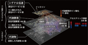 リン酸化プロテオーム階層とメタボローム階層をつなぐことにより得られた、インスリン代謝制御ネットワークを示す図。変動した代謝物44個の制御因子として代謝酵素198個、責任キナーゼ13個、アロステリック調節226個が関与する大規模ネットワークとなっている（東京大学の発表資料より）