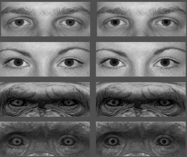 実験に用いられた瞳の画像の例。左が瞳孔径最小、右が最大の状態（京都大学の発表資料より）