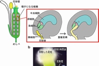 シロイヌナズナの花、重複受精の模式図と体外重複受精系を示す図（名古屋大学の発表資料より）
