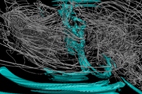 磁力線（白色線）、磁場強度（左上：水色）、密度等値面（右上、左下図：黄色、濃い青、薄い青）を示す図（京都大学の発表資料より）