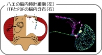 左：ショウジョウバエの脳内には約150個の時計細胞（神経細胞）が存在する。右：時計細胞の神経伝達物質PDFとITP（本研究）のハエ脳内の発現パターン（岡山大学の発表資料より）