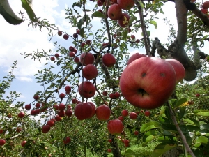 オイシックスは、ワケありの青森県産のりんごを、「おいしさ白星りんご」として、正規品より30%程度価格を抑えて販売開始した。 オイシックスは、ワケありの青森県産のりんごを、「おいしさ白星りんご」として、正規品より30%程度価格を抑えて販売開始した。