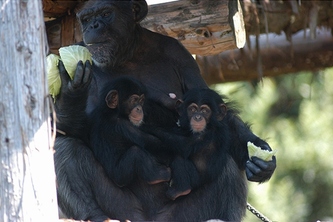 ふたご（左：ダイヤ、右：サクラ）を抱く母親サンゴ。撮影時、ふたごは5ヵ月齢（論文より）。写真提供：山田信宏（高知県立のいち動物公園）