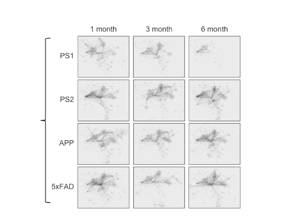 4種類のアルツハイマー病モデルマウスにおける病態ネットワークの時間経過による変化（東京医科歯科大学の発表資料より）