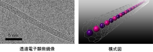 カーボンナノチューブに閉じ込めたCsI原子鎖の実際の電子顕微鏡像と模式図(産業技術総合研究所の発表資料より) カーボンナノチューブに閉じ込めたCsI原子鎖の実際の電子顕微鏡像と模式図(産業技術総合研究所の発表資料より)