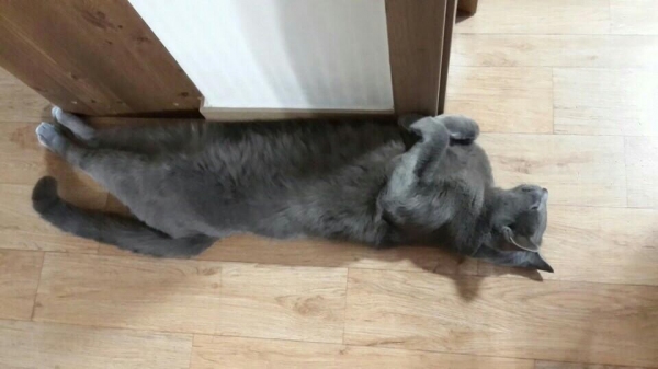 2PMのチャンソンは22日、自身のツイッターにチョンガミの写真3枚をアップし目を引いた。写真＝チャンソンのツイッター