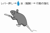 動物の報酬学習と関連する神経回路を示す図（東京大学の発表資料より）