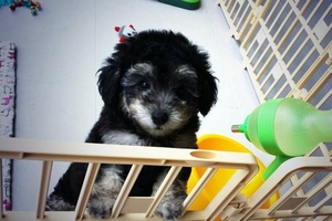 CNBLUEイ・ジョンヒョンが新しい家族を迎えた。写真＝イ・ジョンヒョンのツイッター