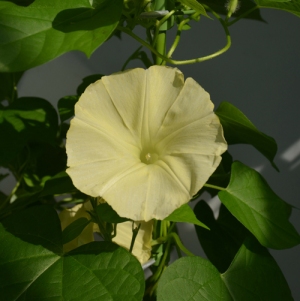 サントリーグローバルイノベーションセンターは、基礎生物学研究所、鹿児島大学と共同で、幻と言われていた黄色いアサガオを咲かせることに成功した。