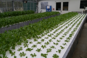三菱樹脂がオーストラリアに設立した植物工場運営法人が採用している葉菜類養液栽培システム「ナッパーランド」（同社の発表資料より）