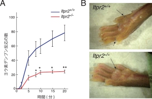 2型IP3受容体を欠損したマウスの発汗の様子を示す図（理化学研究所の発表資料より）