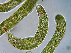 ミドリムシビジネスが活況だ。体長およそ0.05ミリの藻の仲間だ。ミドリムシの用途は食品からバイオ燃料まで幅広い。今年6月25日、いすゞ自動車はミドリムシを原料に「ユーグレナ」と、次世代バイオディーゼル燃料の共同研究を始めると公表した。