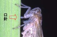 イネから師管液を吸汁するトビイロウンカ。針状の口（口針）をイネに突き刺
し、栄養分に富む師管液を吸汁してイネを枯死させる（研究グループの発表資料より）