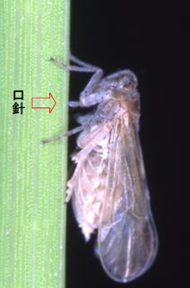 イネから師管液を吸汁するトビイロウンカ。針状の口（口針）をイネに突き刺
し、栄養分に富む師管液を吸汁してイネを枯死させる（研究グループの発表資料より）
