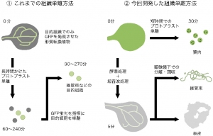 京都大学の遠藤求除去らによる研究グループは、植物も動物と同様に、組織ごとに異なる体内時計が働いていることを明らかにした（京都大学の発表資料より）