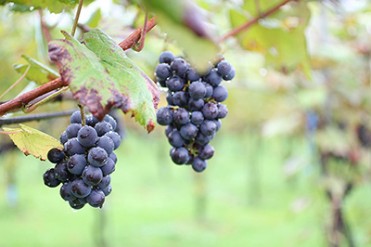 東京・神楽坂の「ラカグ」でファーマーズマーケット開催 - フレッシュなフルーツや野菜など