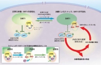 慢性炎症が起こるしくみをあらわした模式図（東京医科歯科大学の発表資料より）