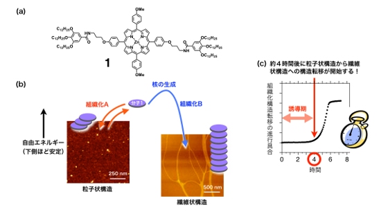 (a)ポルフィリン分子1。(b)ポルフィリン分子1が関与できる2種類の自己組織化。粒子状構造が初期に形成されるが、時間経過とともに粒子状構造は消失し、繊維状構造が形成される。(c)分子1の繊維状構造への自己組織化は、約4時間後に開始する（物質・材料研究機構の発表資料より）