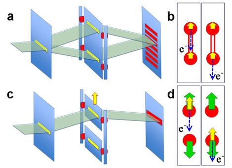 (a)と(c)は、アインシュタインとボーアの2重スリット思考実験の模式図。2個のスリットが固定された場合(a)とそれぞれ独立して動くことができる場合(c)。(b)と(d)は、2重スリットを2個の酸素原子に置き換えた本実験の模式図。2個の原子が結合している場合(b)と独立している場合（d）。（東北大学の発表資料より）