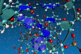 今回の研究における計算手法を用いて行った、水溶媒中のDNAに対する第一原理シミュレーションによるスナップショット構造。原子の間に働く力は第一原理計算によって計算されている（物質・材料研究機構の発表資料より）