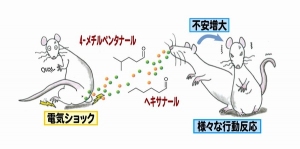 危険を伝えるフェロモンはラットの肛門周囲部より放出されて、それを嗅いだラットの不安を増大させる（東京大学の発表資料より）