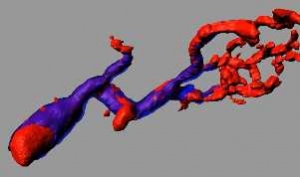 ヒト皮膚線維芽細胞から転換させた血管内皮細胞を免疫不全マウスに移植したところ、1.5カ月後に一部の血管は壁細胞で裏打ちされた成熟血管となった（赤：血管内皮細胞、青：壁細胞、慶應義塾大学の発表資料より）