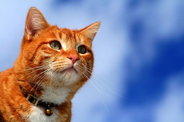 猫だらけの展覧会「人生はニャンとかなる！」- 西武池袋で開催
