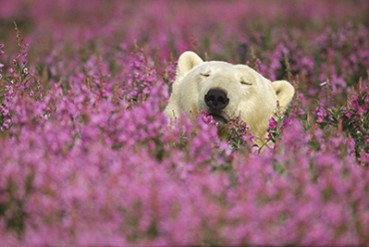 岩合光昭写真展「どうぶつ家族」渋谷で開催 - 野生動物の輝きを収めた作品群
