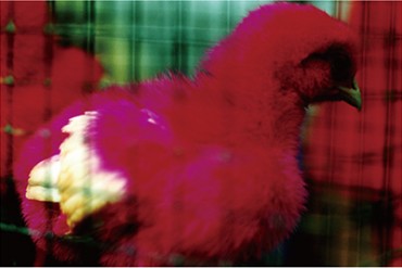 蜷川実花の写真展「noir」東京・渋谷で開催