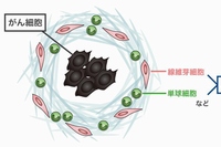 がん細胞とニッチがん細胞を示す図（九州大学の発表資料より）