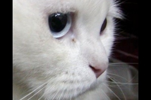 スマホの画面が割れるアプリ！？ - iPhone アプリ 「iSurprise Free」