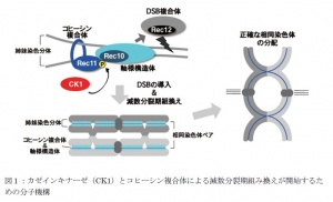 カゼインキナーゼ(CK1)とコヒーシン複合体による減数分裂期組み換えが開始するための分子機構を示す図(東京大学の発表資料より) カゼインキナーゼ(CK1)とコヒーシン複合体による減数分裂期組み換えが開始するための分子機構を示す図(東京大学の発表資料より)