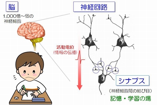 神経細胞はシナプスによって結合し、神経回路を形成する（慶應義塾大学の発表資料より）
